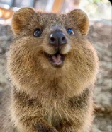 67 QUOKKA