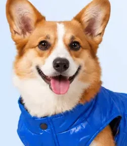 DogInVest