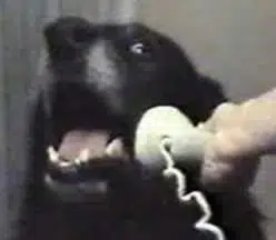 CallDog