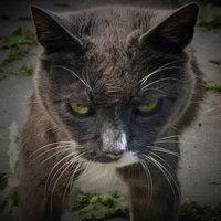 Super Intelligence Cat
