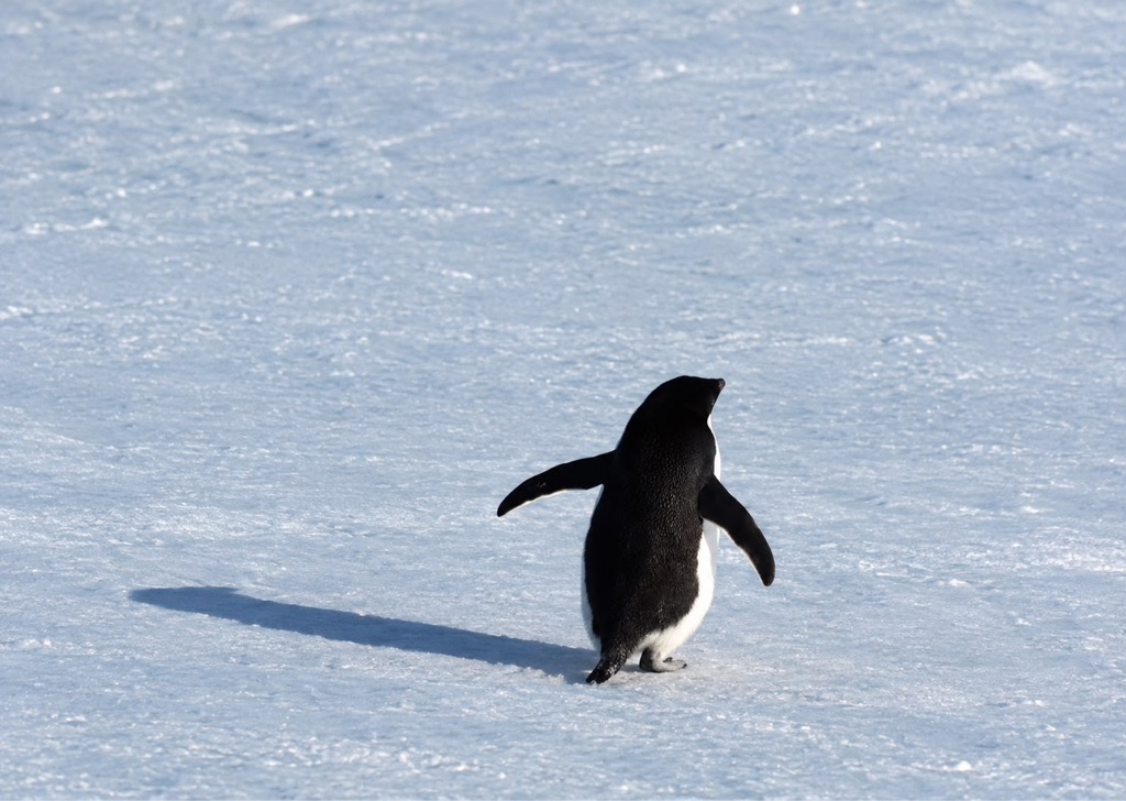 THE PENGUIN RETURNS