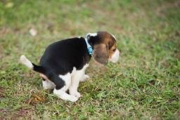 Shitting dog