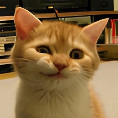 hugh cat