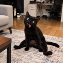 Super Retarded Cat
