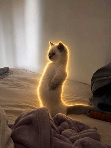 Meercat