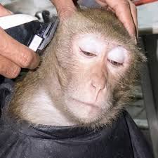 just.monkie