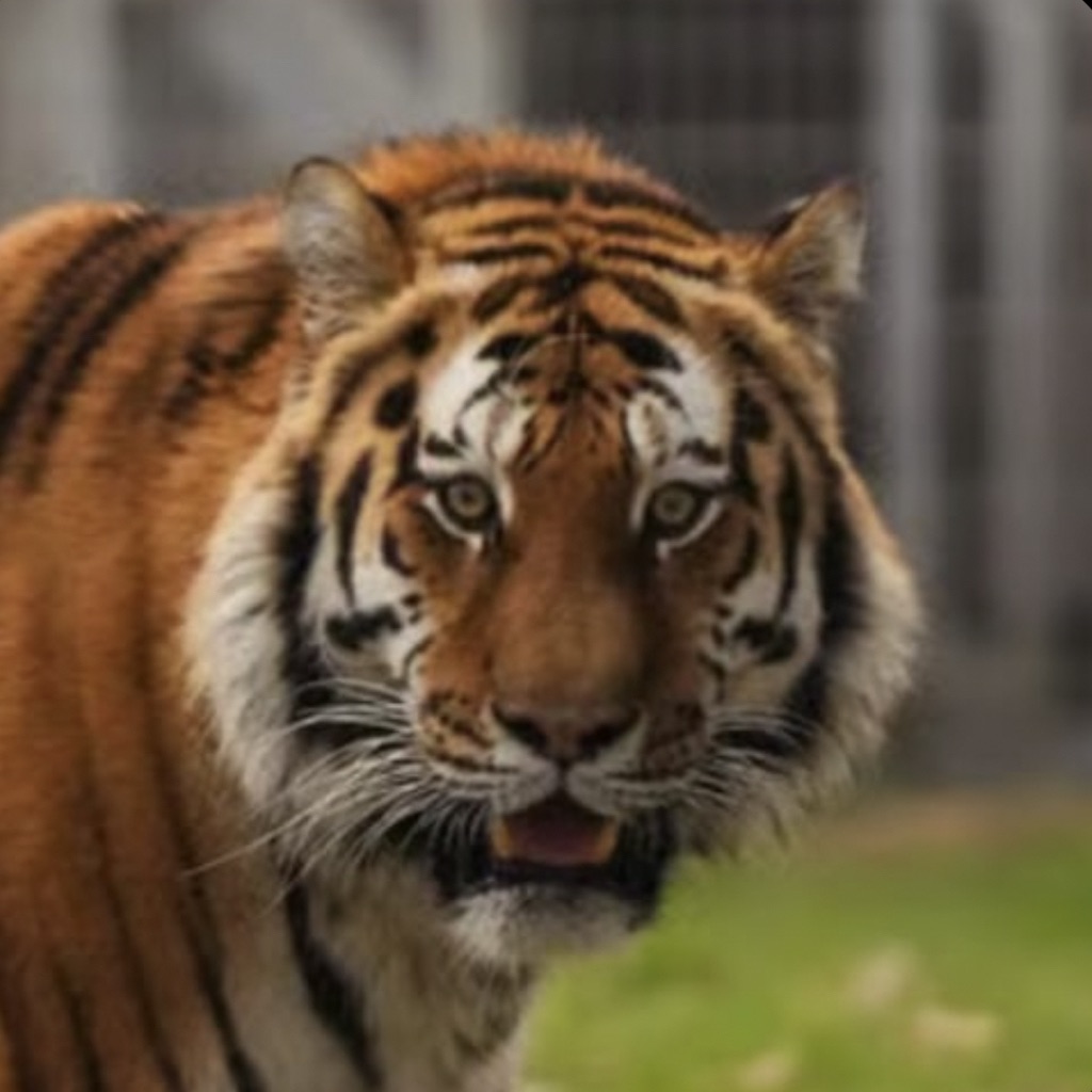 ALTAI THE TIGGERS