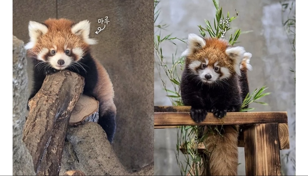 마루 & 마롱