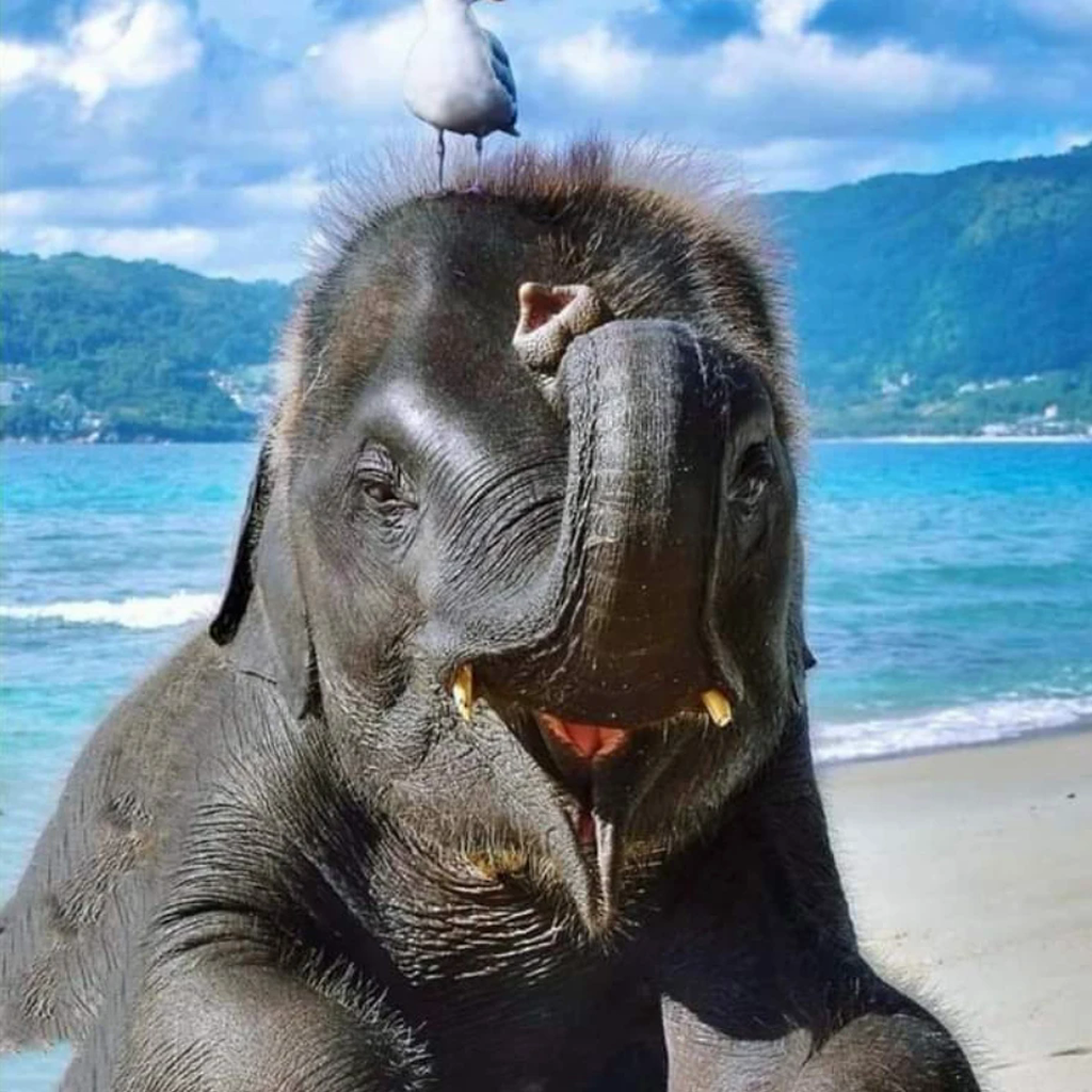 CHILLPHANT