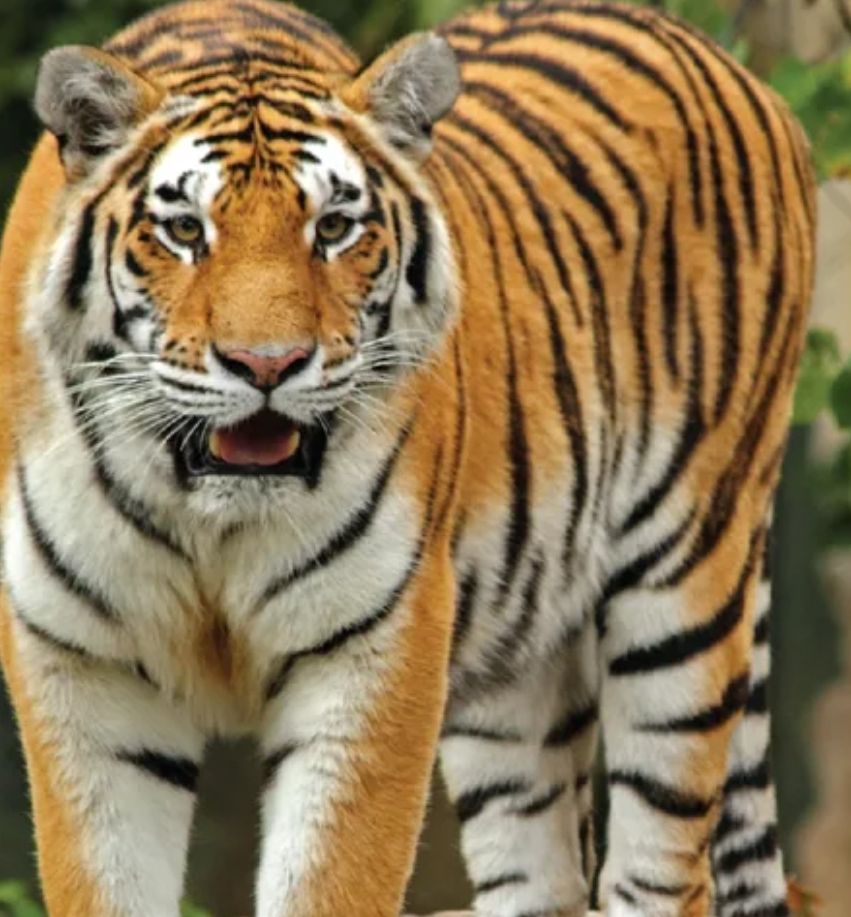 Altau The Tiger