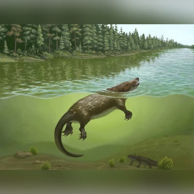 Docodont