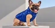 doginvest