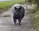 Tubby Fat Cat