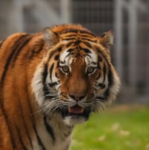 Altai the Tiger