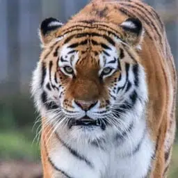 SASHA THE TIGER