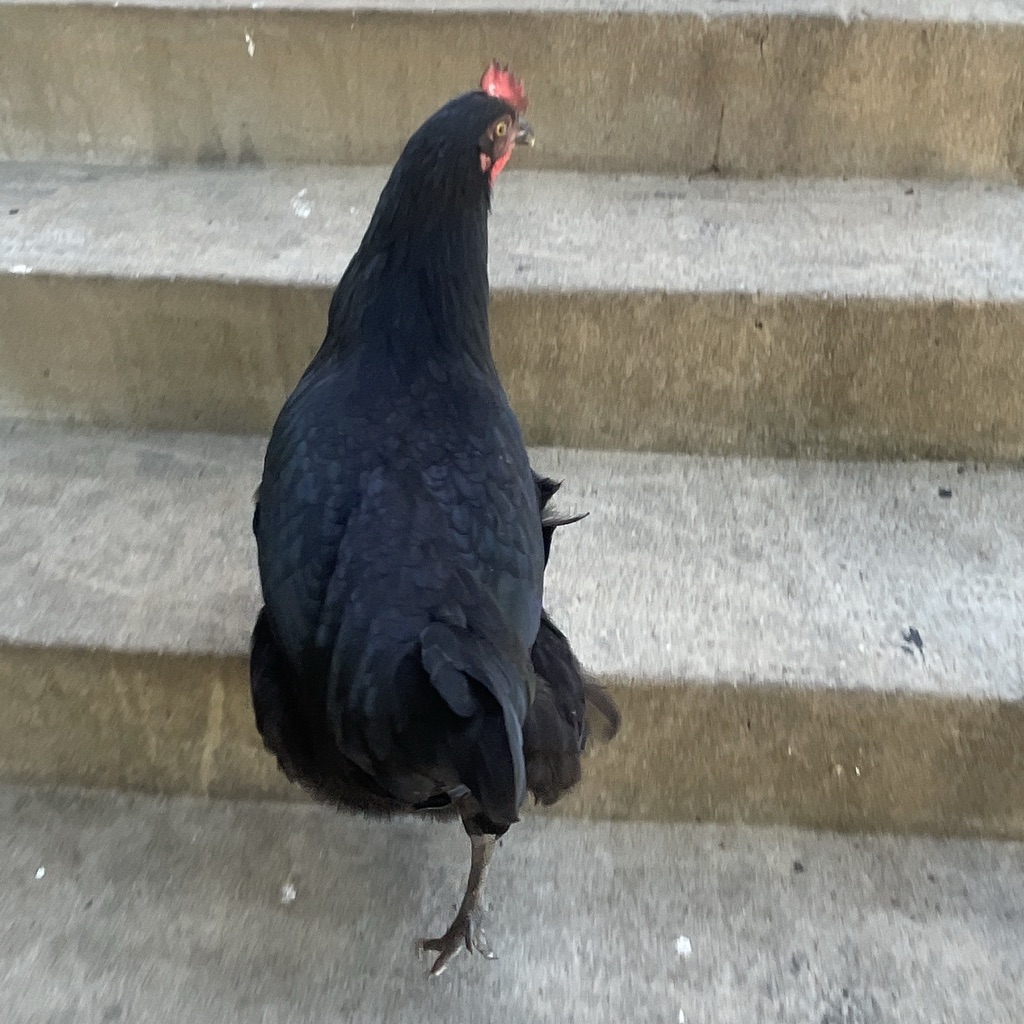 A Monster Cock