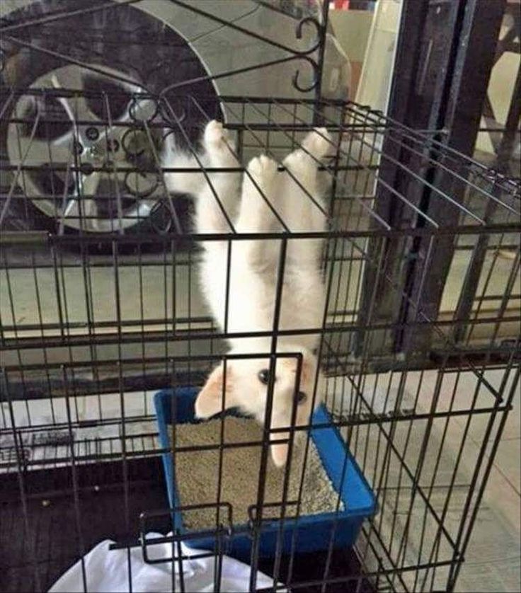 BabyHoldCat