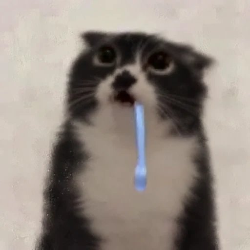 drooling cat