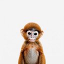 ape