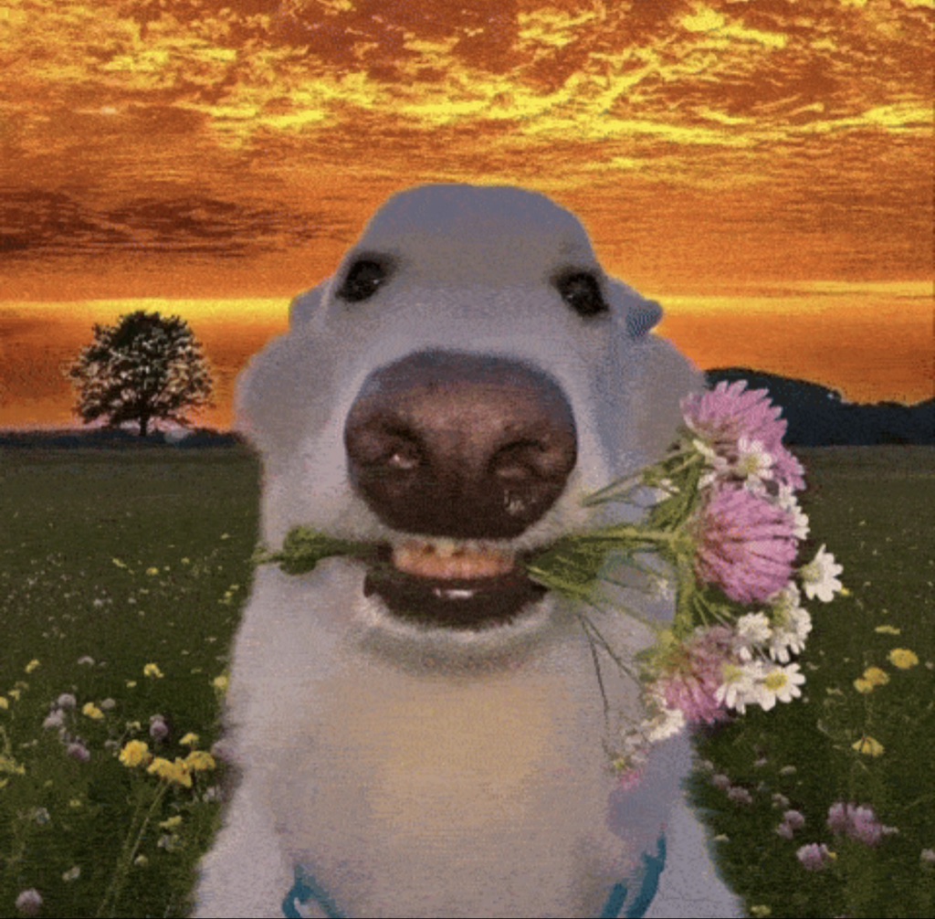 Dog Wif Flowers