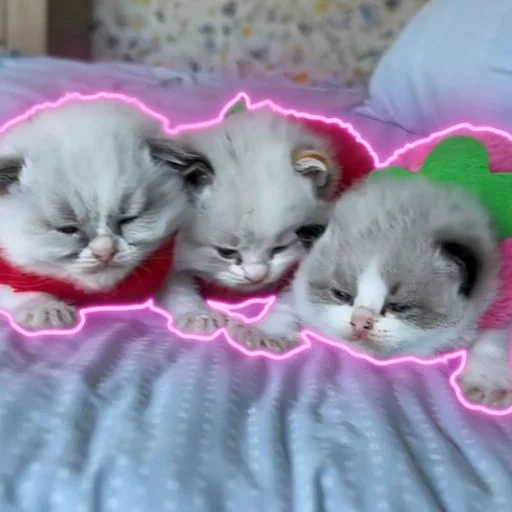 The Strawberry Kittens