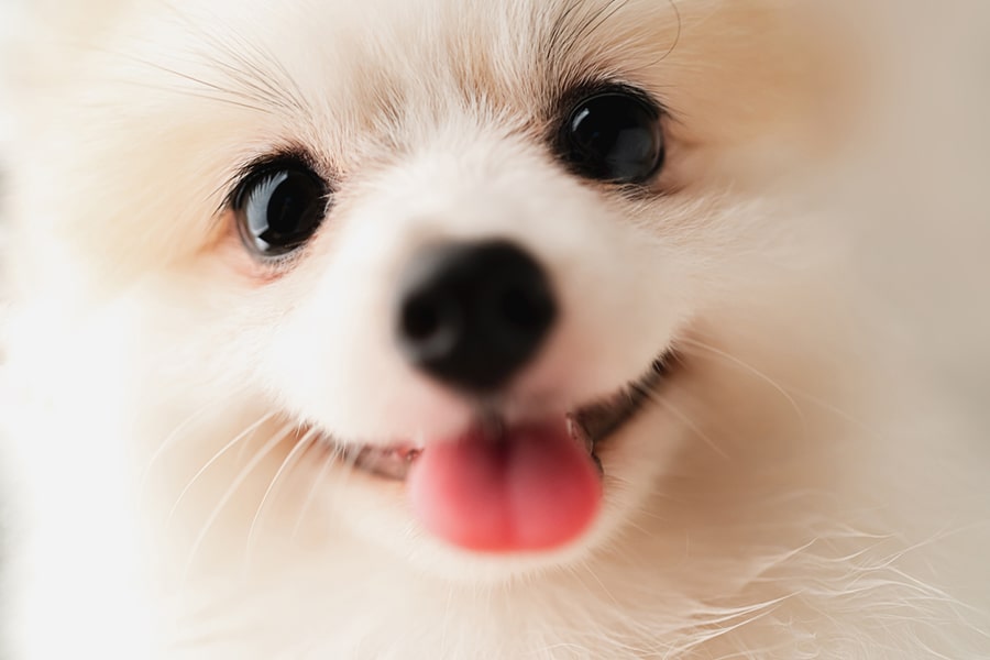 Dog Think