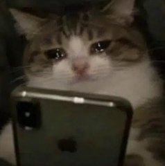 哭泣的的猫