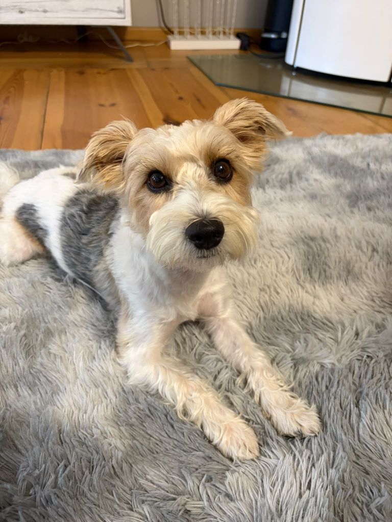 Max the Dog