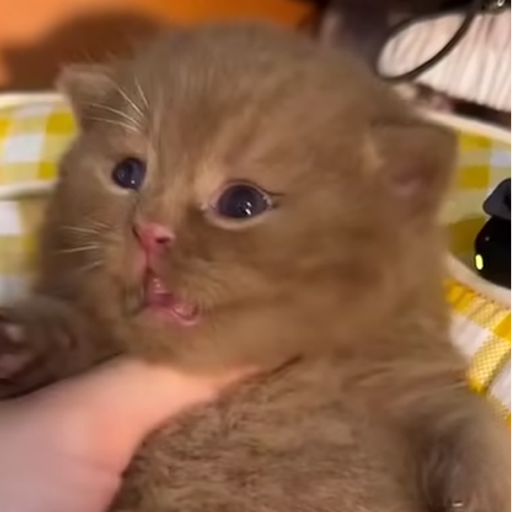 fluffy kitty
