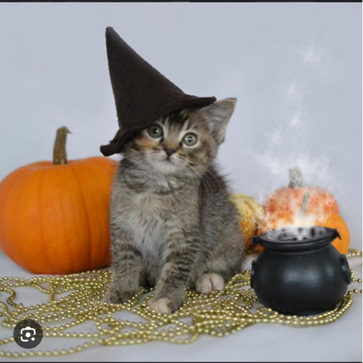 catti