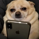 泣きじゃくる犬