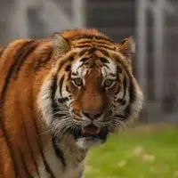 LOOK SITE ITS ALTAI