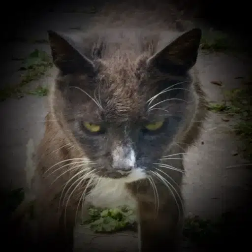 Super Intelligence Cat