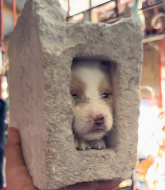 doginblock