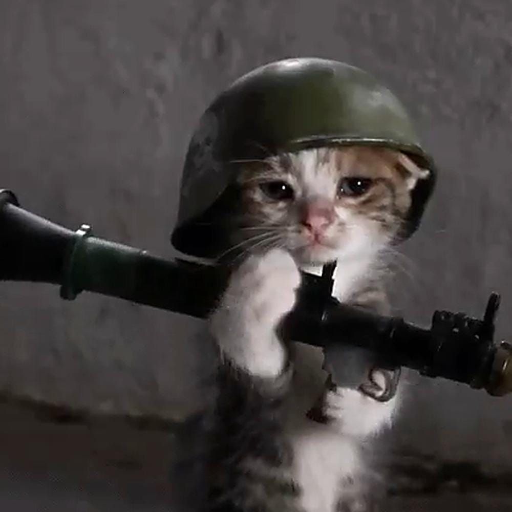 Strapped Kittens