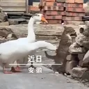 Cat V Goose