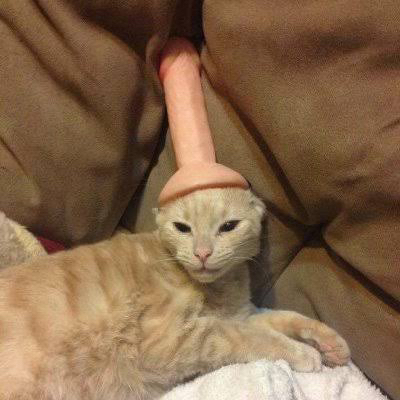 Cat WIF Dildo