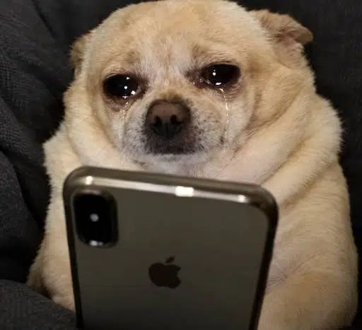 泣きじゃくる犬
