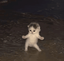 gifcat