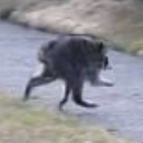 Jimothy The Racoon 2.0