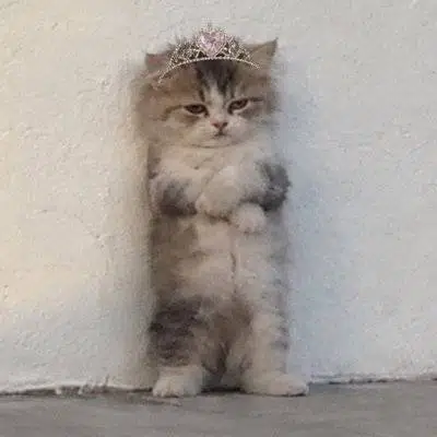 Catman