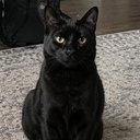 My Super Intelligent Cat