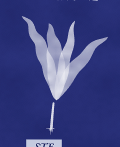 STE