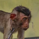 The Trench Monkey