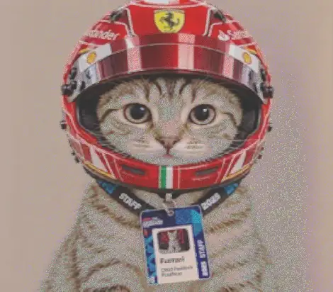 Paddock Cat