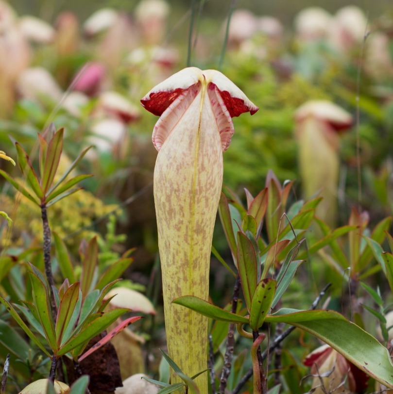 Penis Plant