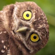 hoo