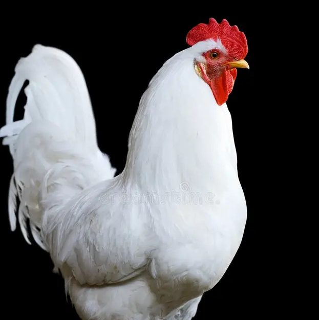 Big White Cock