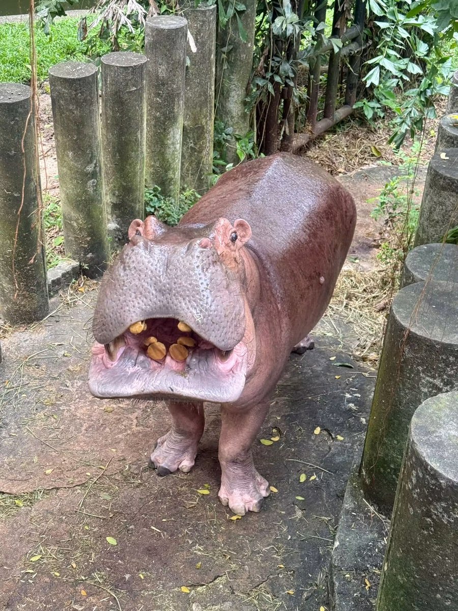 อาเป๋