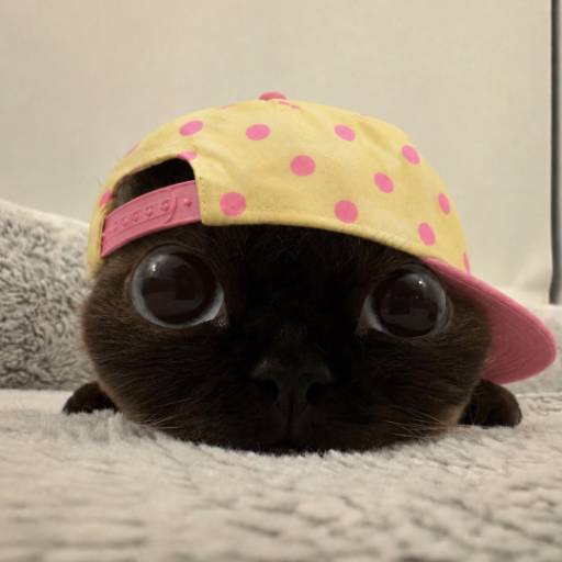 猪五花